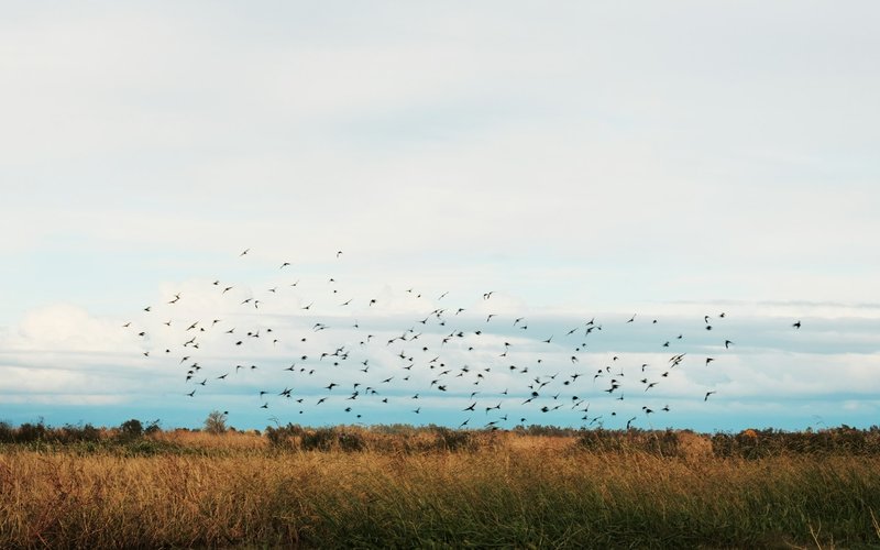 Zwerm vogels vliegt over een open polderlandschap onder een lichte wolkenlucht.