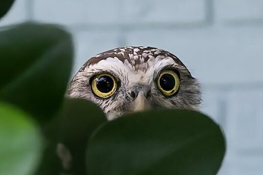A Florida Burrowing Owl peeking through leaves.